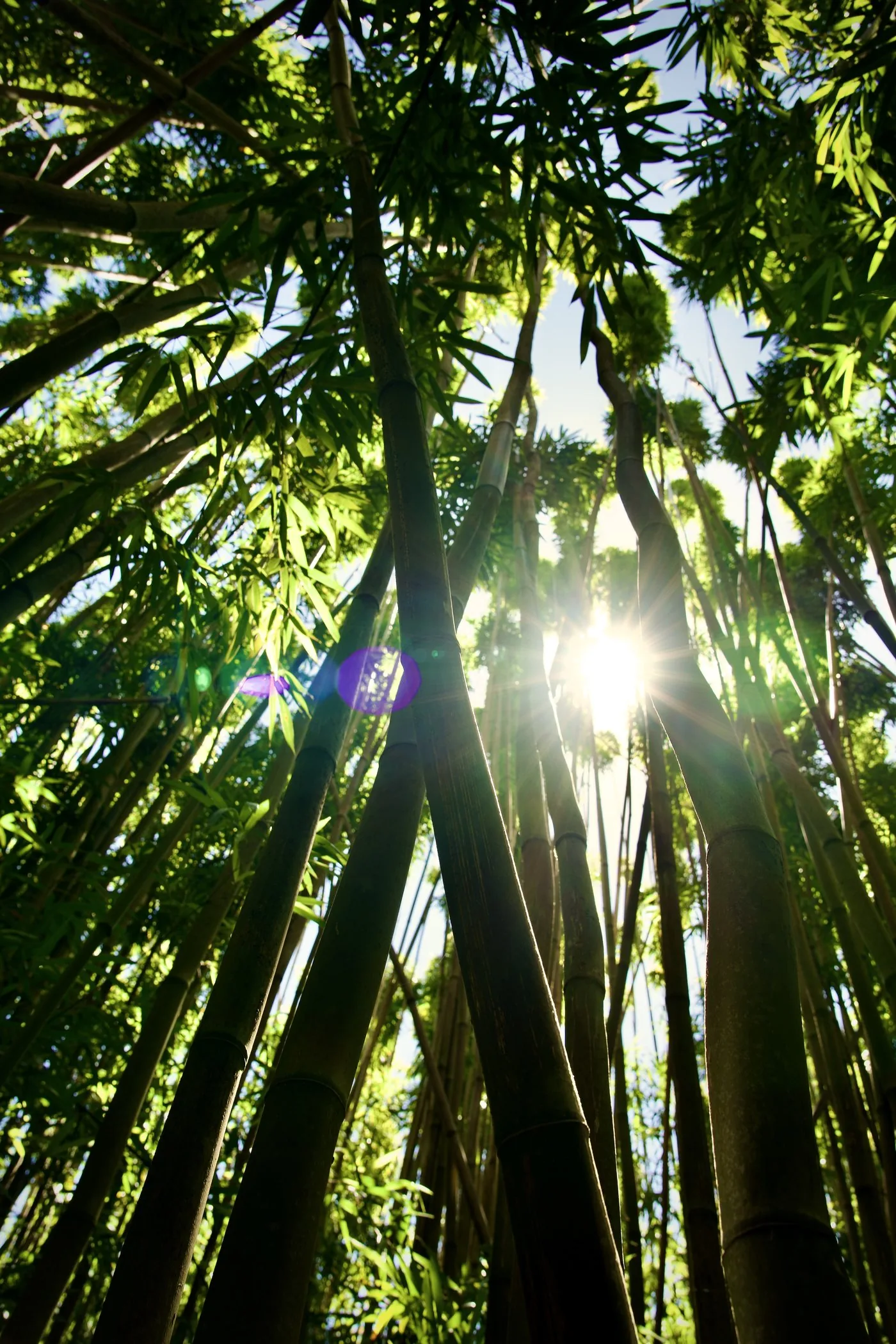 Sun breaking through a bamboo grove on the windward side of Maui